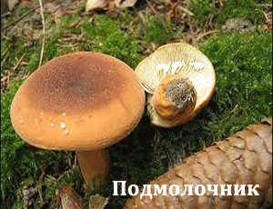 подмолочник