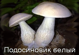 подосиновик белый