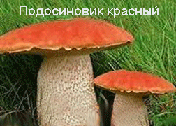 подосиновик красный