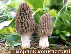 сморчок конический