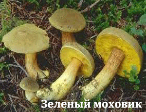 зеленый моховик